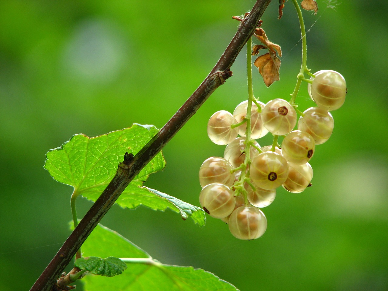 The Role of Community Gardens in Urban Sustainability